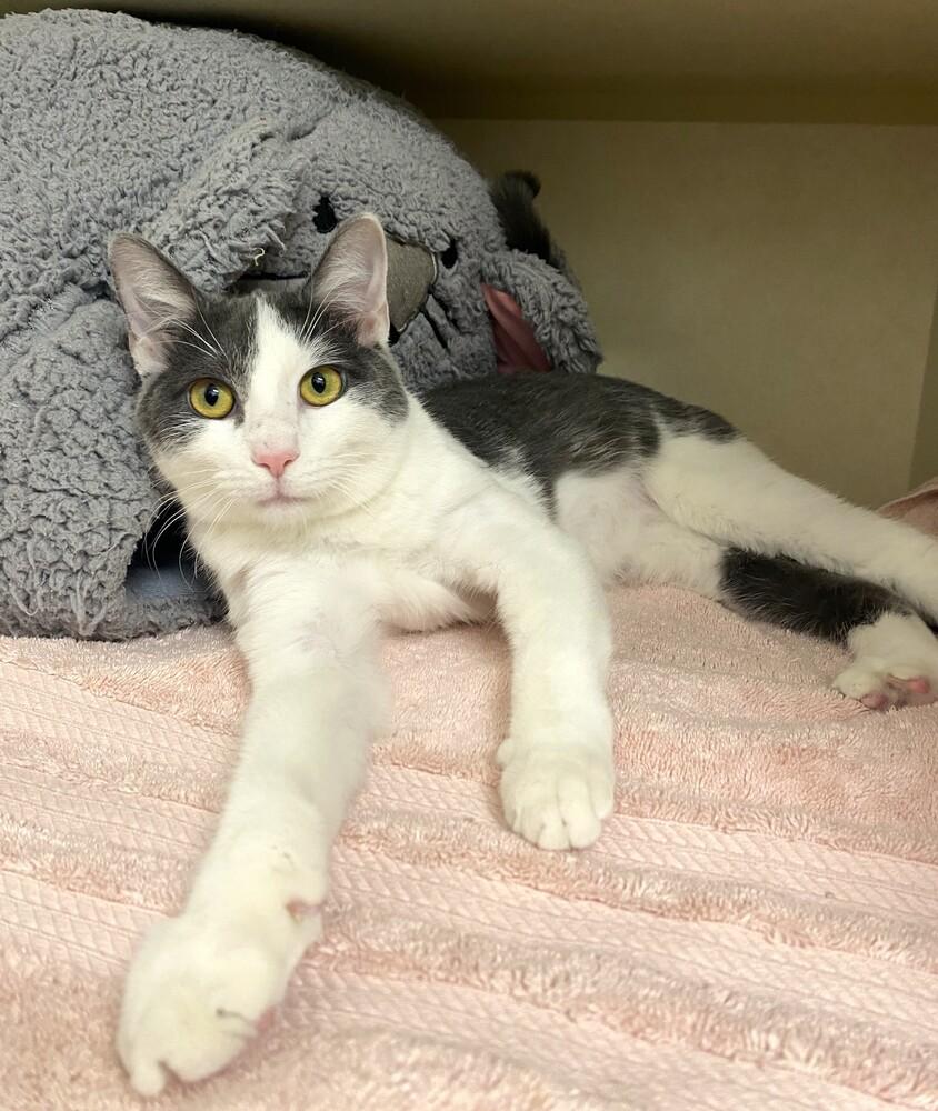 Enlarge Hemmy, a Adoptable mixed breed in Elmsford, NY image 4/6