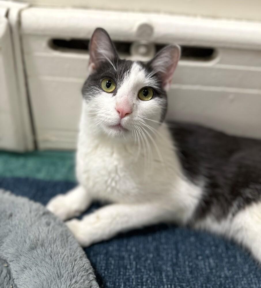 Enlarge Hemmy, a Adoptable mixed breed in Elmsford, NY image 5/6