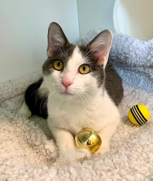 Enlarge Hemmy, a Adoptable mixed breed in Elmsford, NY image 6/6