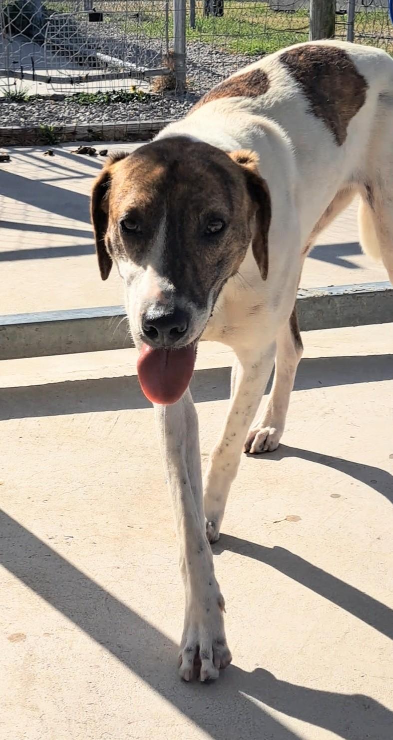 Sadie, adopted, Young Female Coonhound.