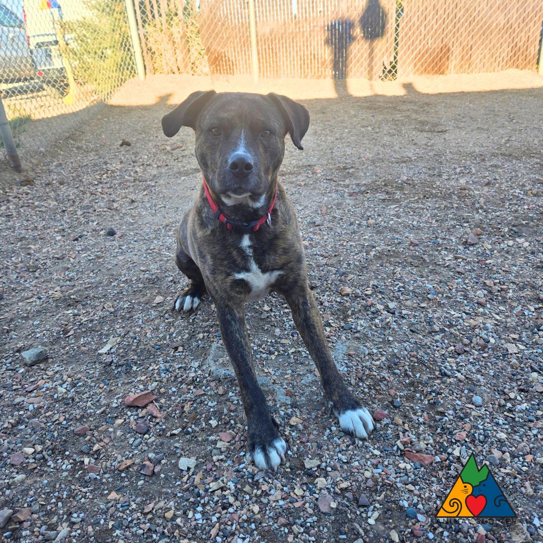 Bear, an adoptable mixed breed in Douglas, WY image 4/4