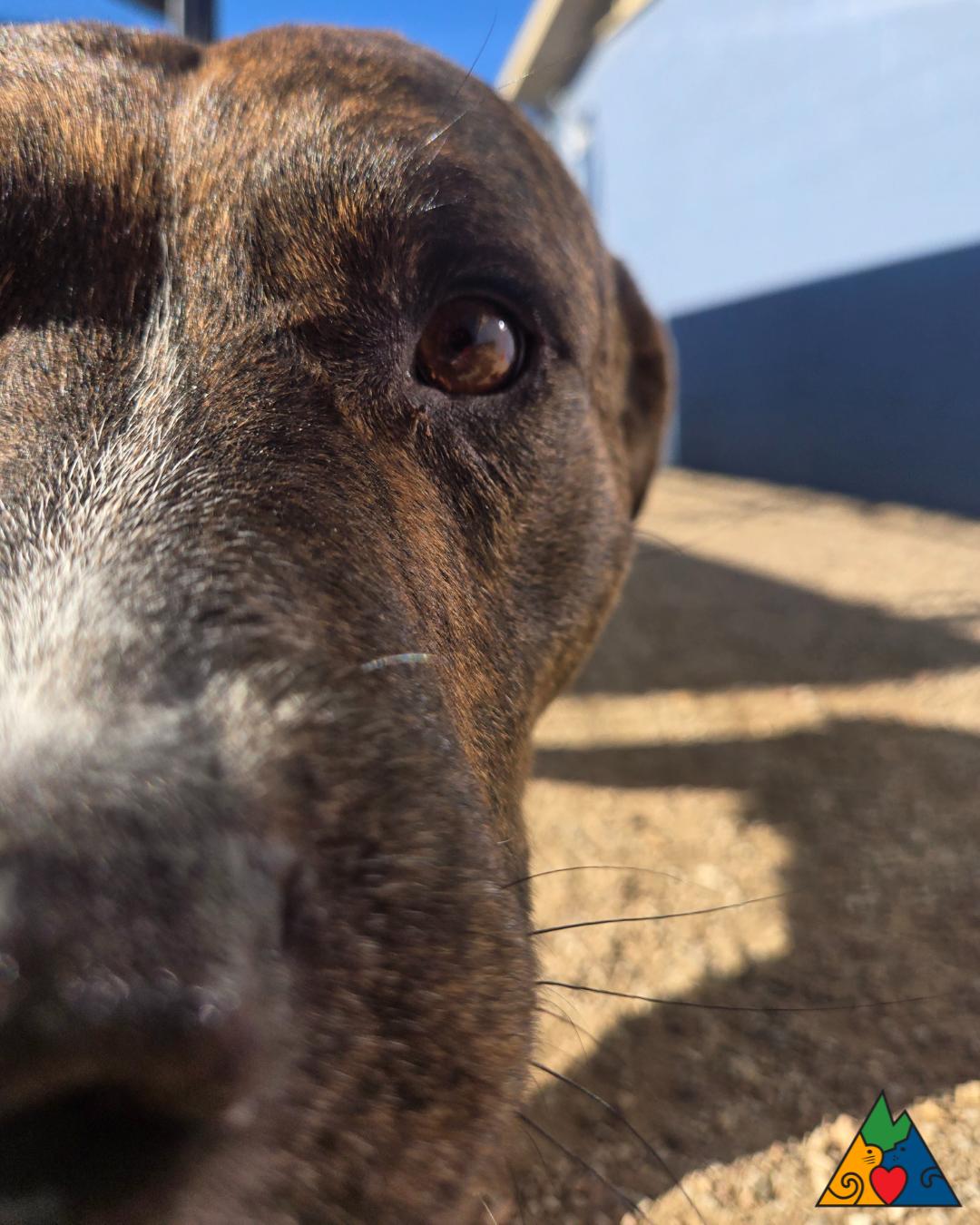 Bear, a ADOPTABLE mixed breed in Douglas, WY image 1/2