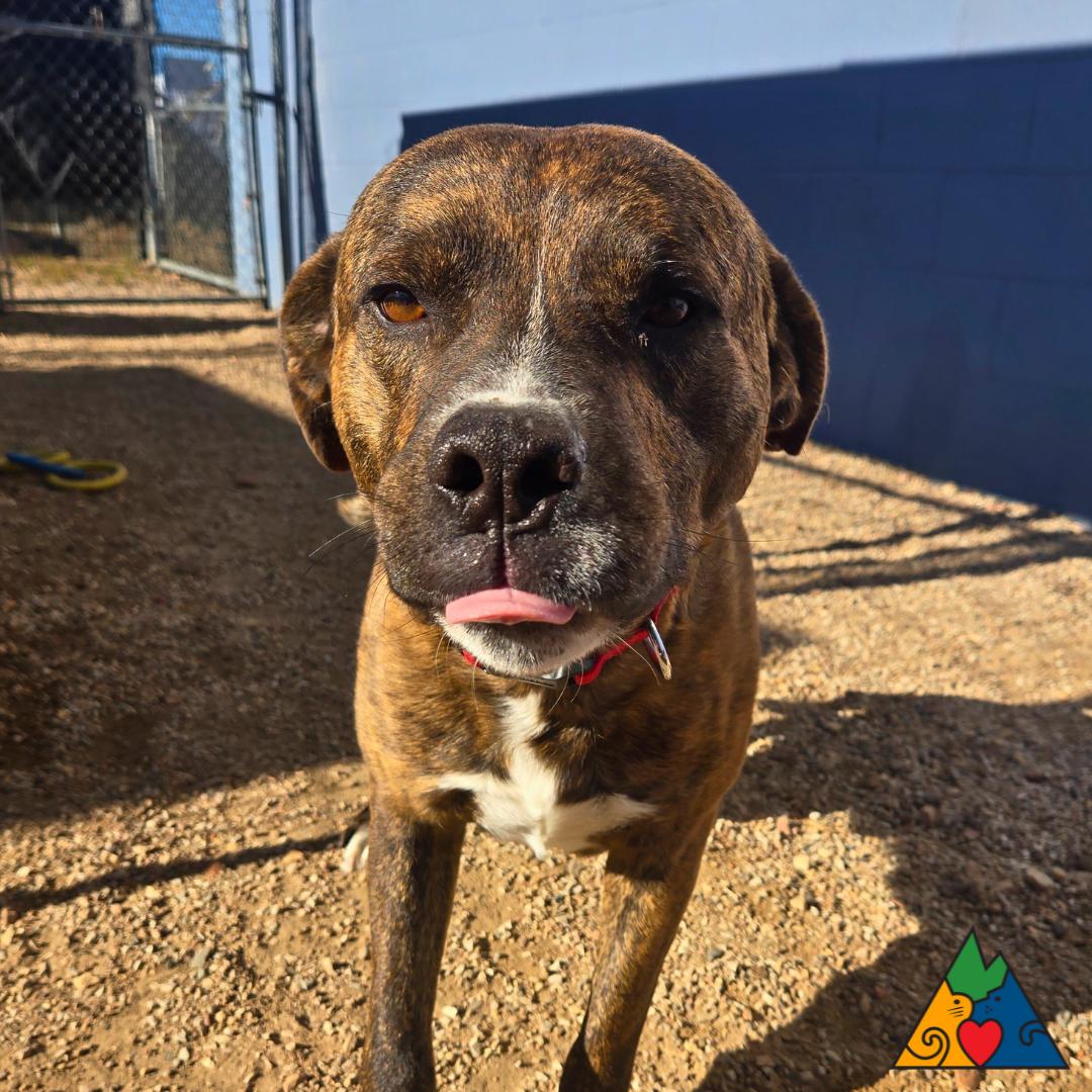 Bear, adoptable, Young Male Cane Corso & Mixed Breed.