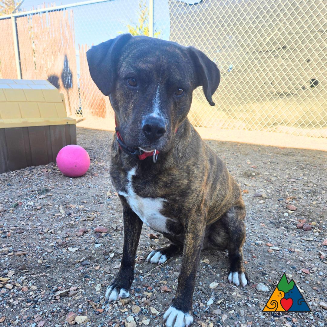 Bear, an adoptable mixed breed in Douglas, WY image 3/4