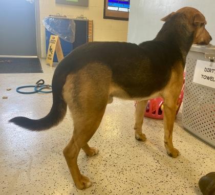 Enlarge Steve, a ADOPTABLE Shepherd in Glasgow, KY image 2/3