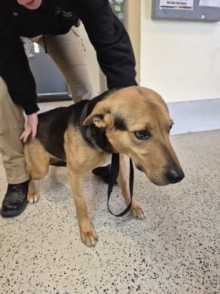 Enlarge Steve, a ADOPTABLE Shepherd in Glasgow, KY image 3/3