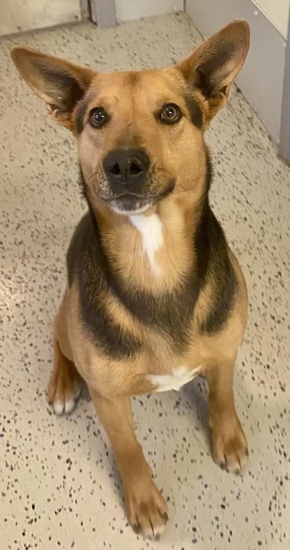 Steve, ADOPTABLE, Adult Male Shepherd.