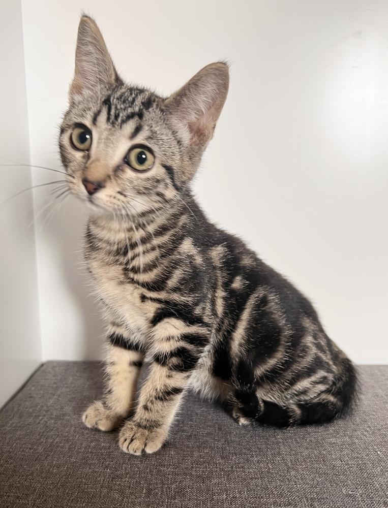 Enlarge Hank, a Adopted Domestic Short Hair in Rochester, IN image 1/1