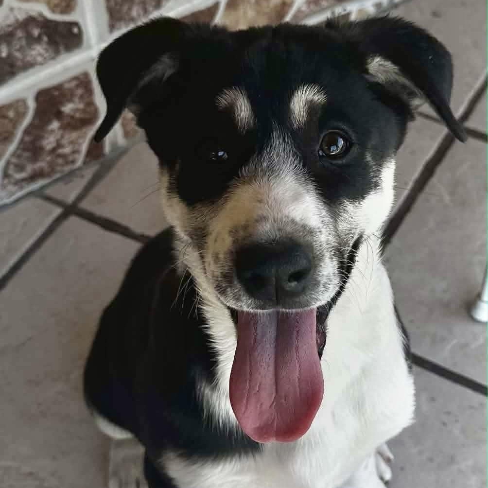 Enlarge Cataleya, a Adoptable mixed breed in Staunton, VA image 6/6