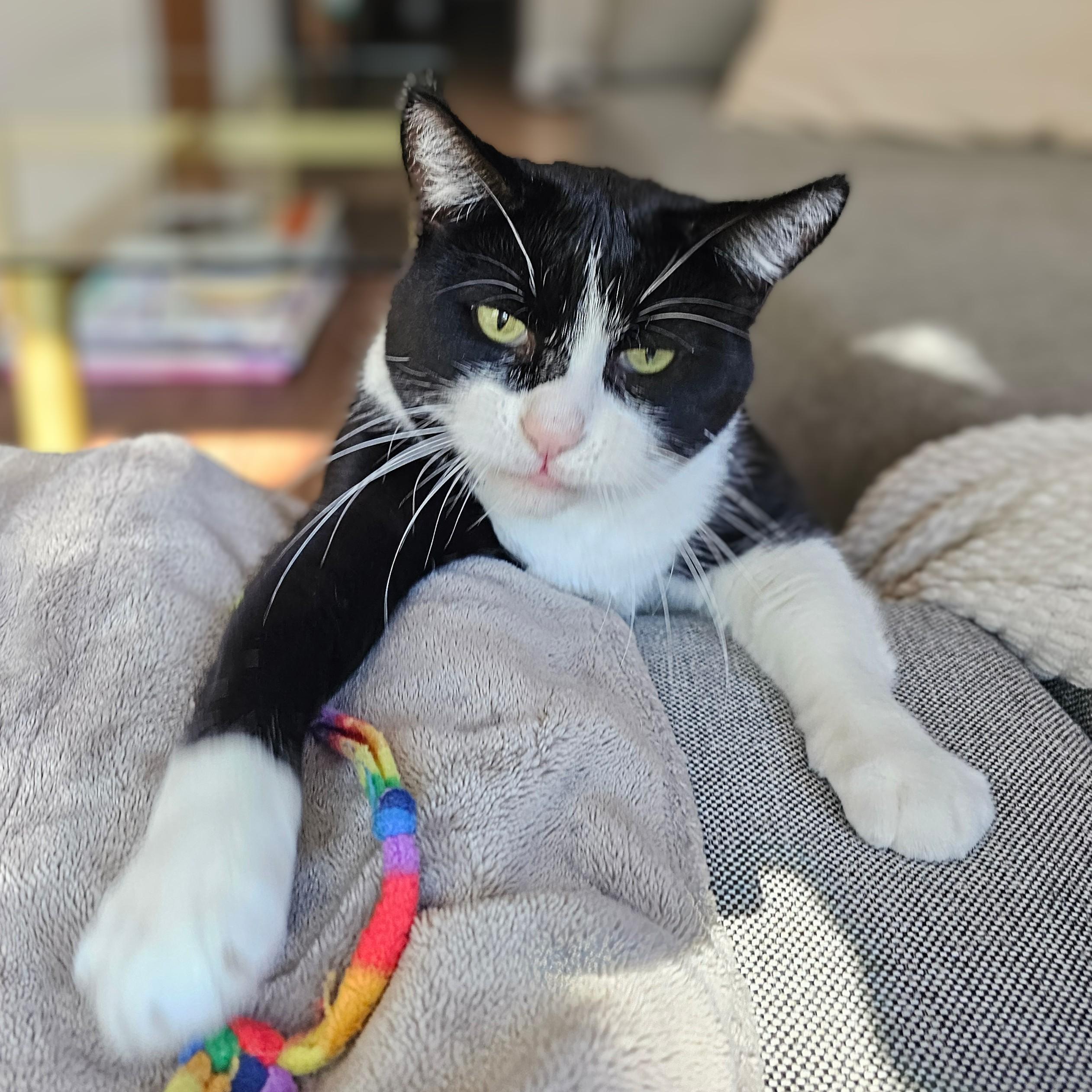 Enlarge Clyde, a Adoptable Tuxedo in Chicago, IL image 5/6