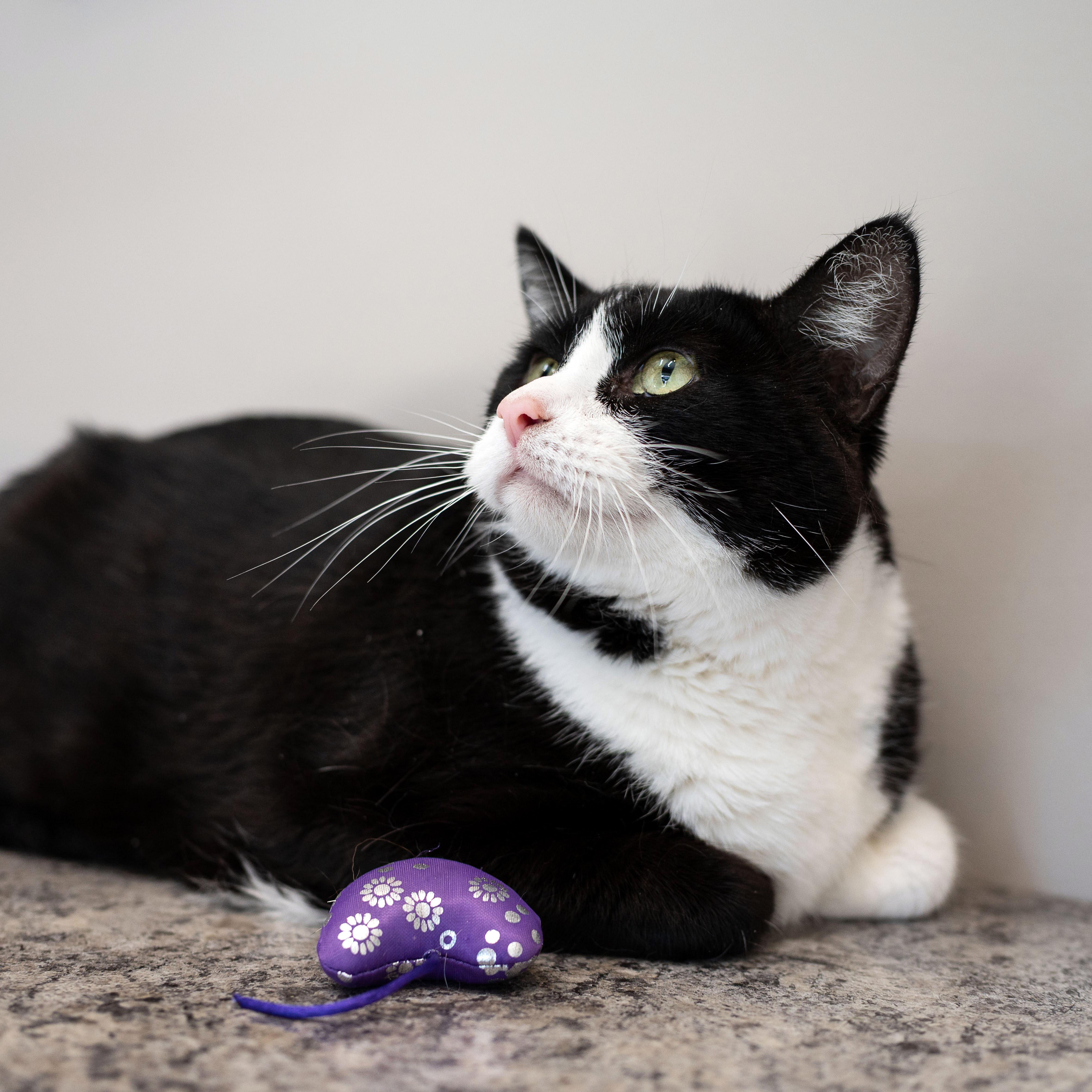 Enlarge Clyde, a Adoptable Tuxedo in Chicago, IL image 5/5