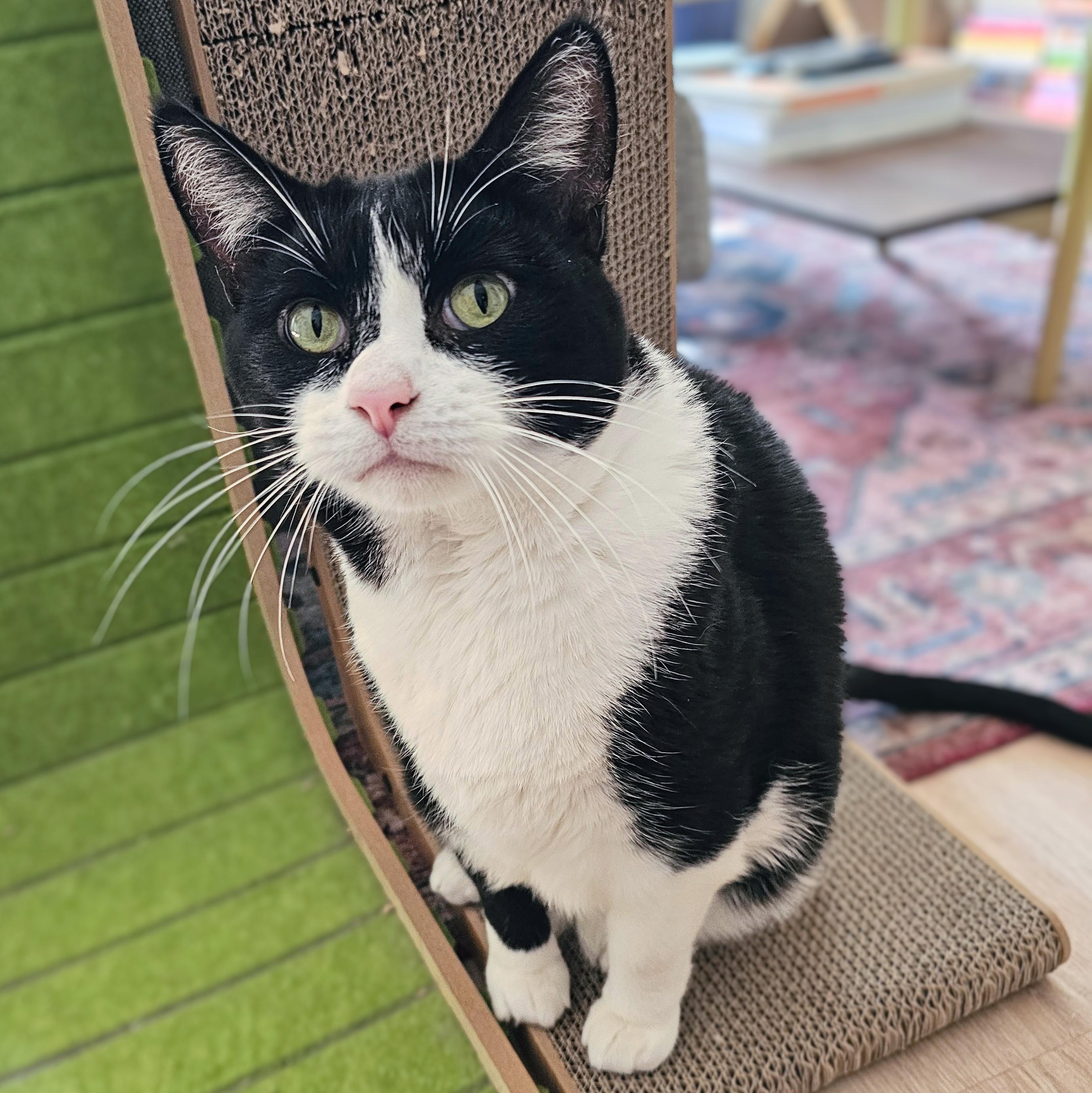 Enlarge Clyde, a Adoptable Tuxedo in Chicago, IL image 3/6
