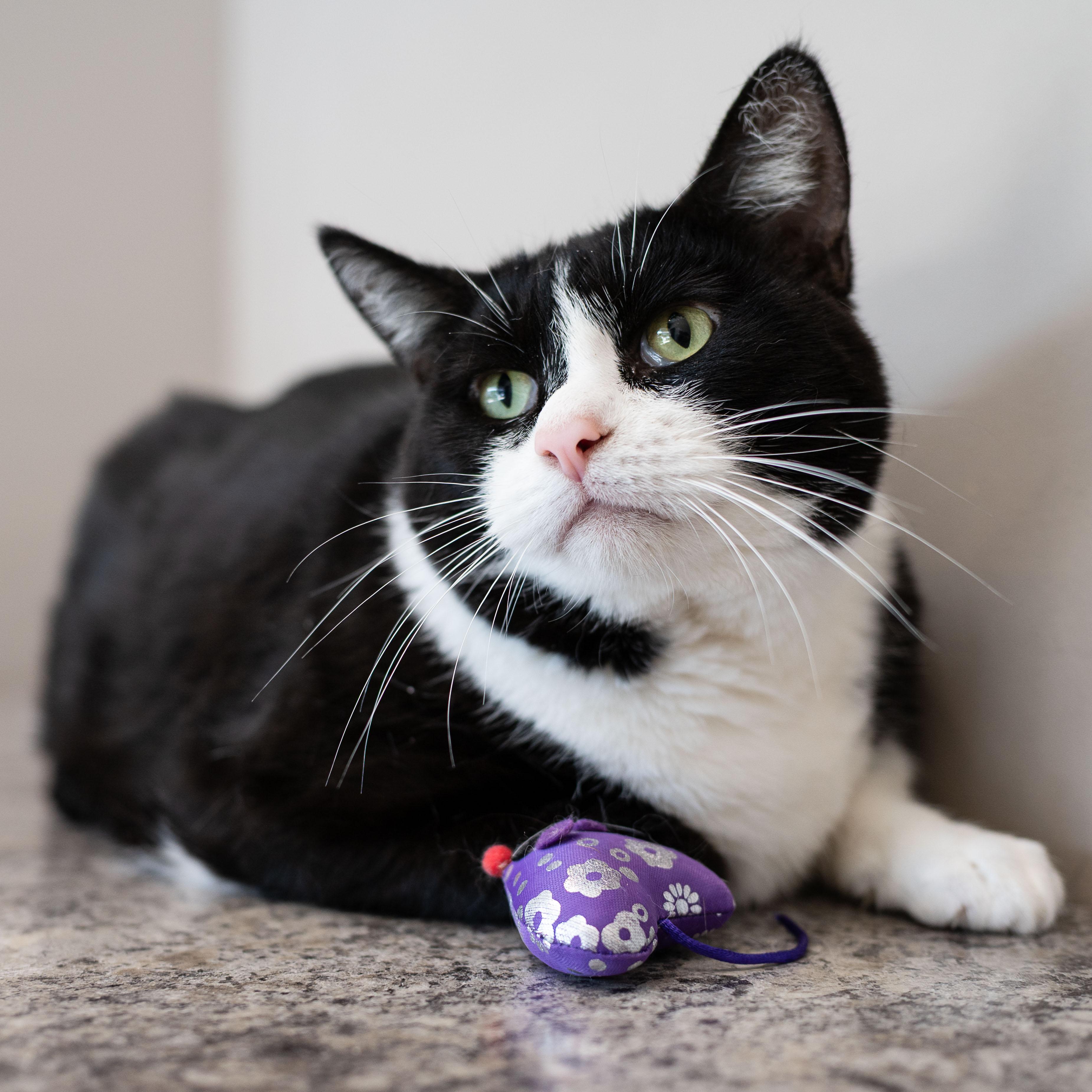 Enlarge Clyde, a Adoptable Tuxedo in Chicago, IL image 4/5