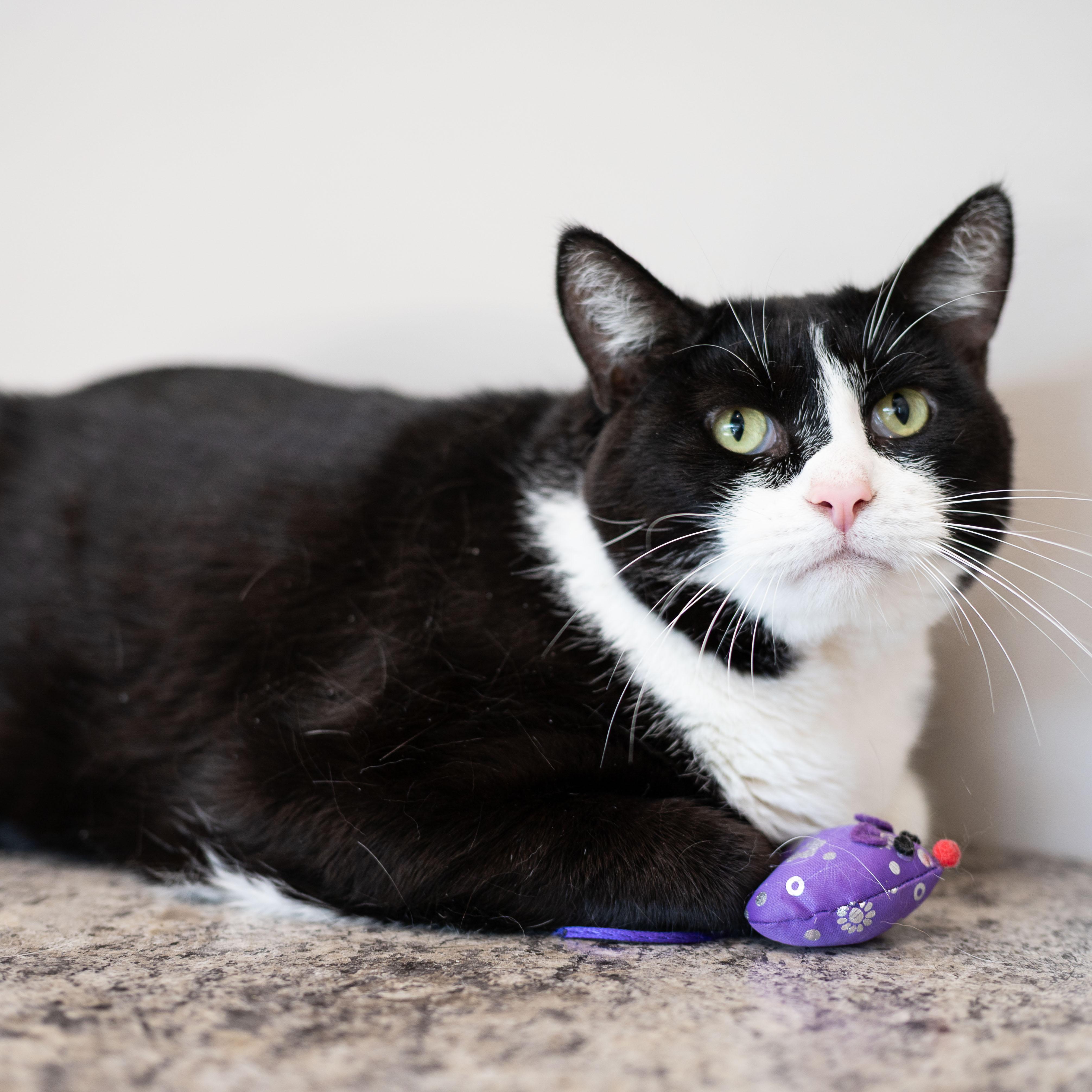 Enlarge Clyde, a Adoptable Tuxedo in Chicago, IL image 1/5