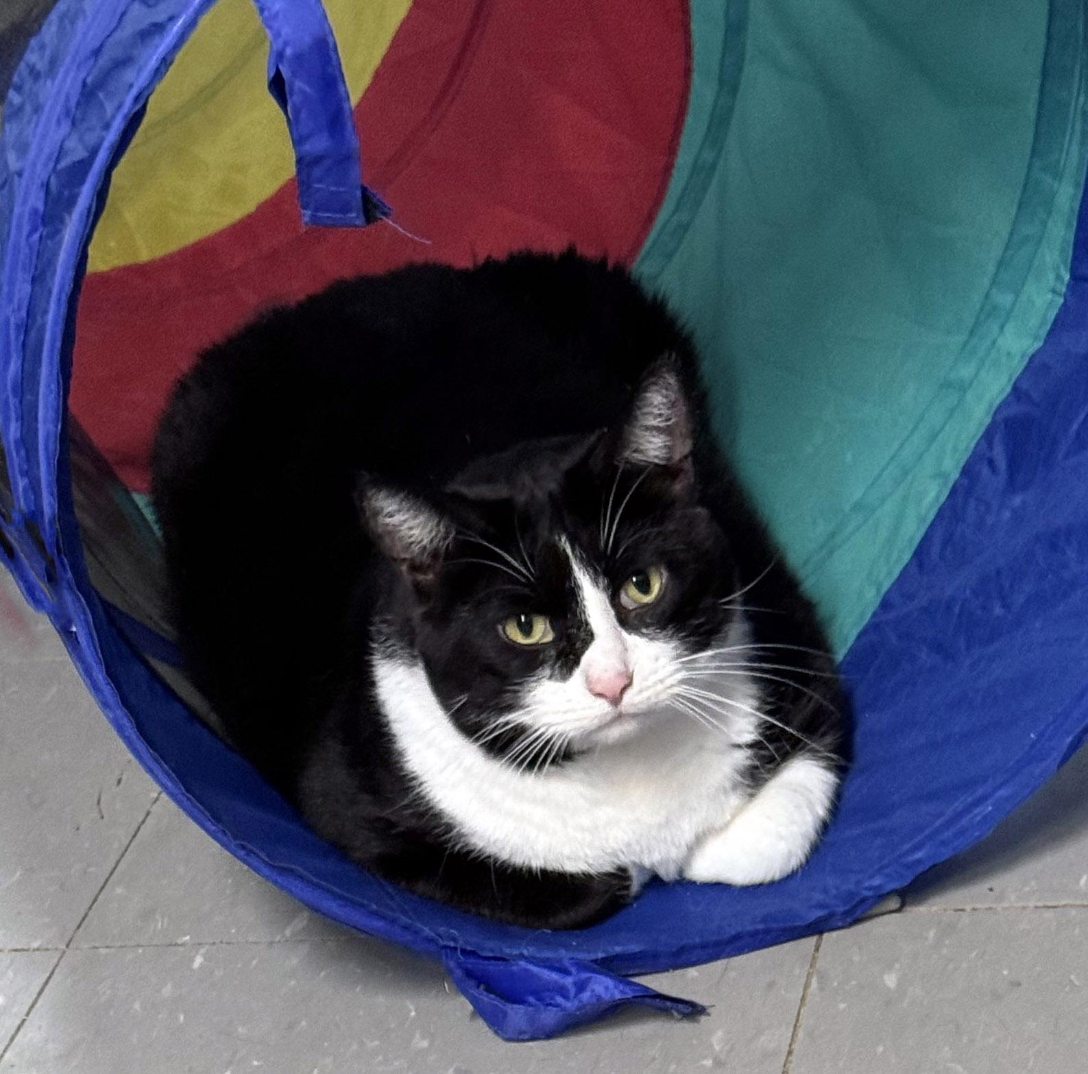 Enlarge Clyde, a Adoptable Tuxedo in Chicago, IL image 2/5