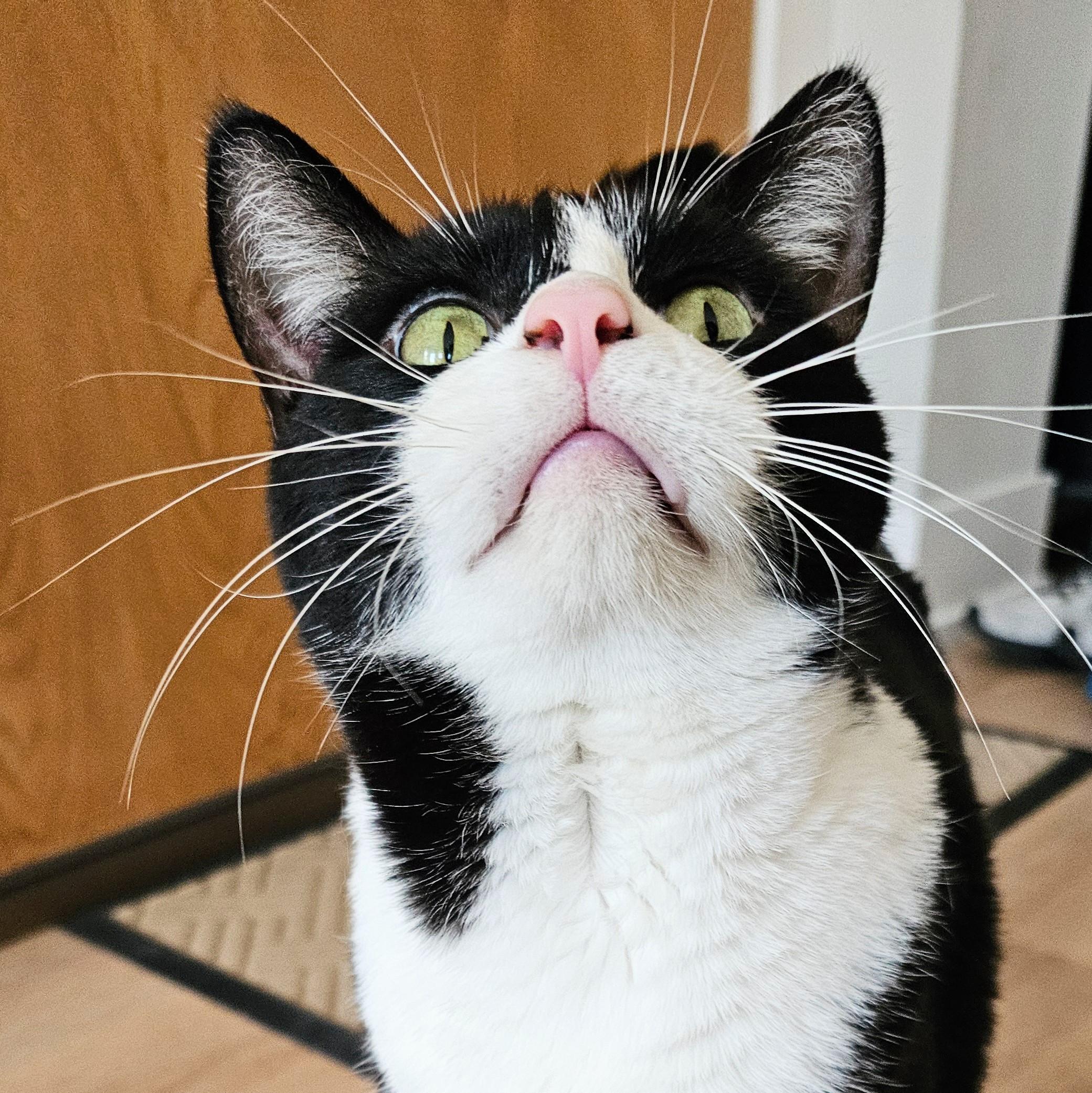 Clyde, Adoptable, Adult Male Tuxedo.