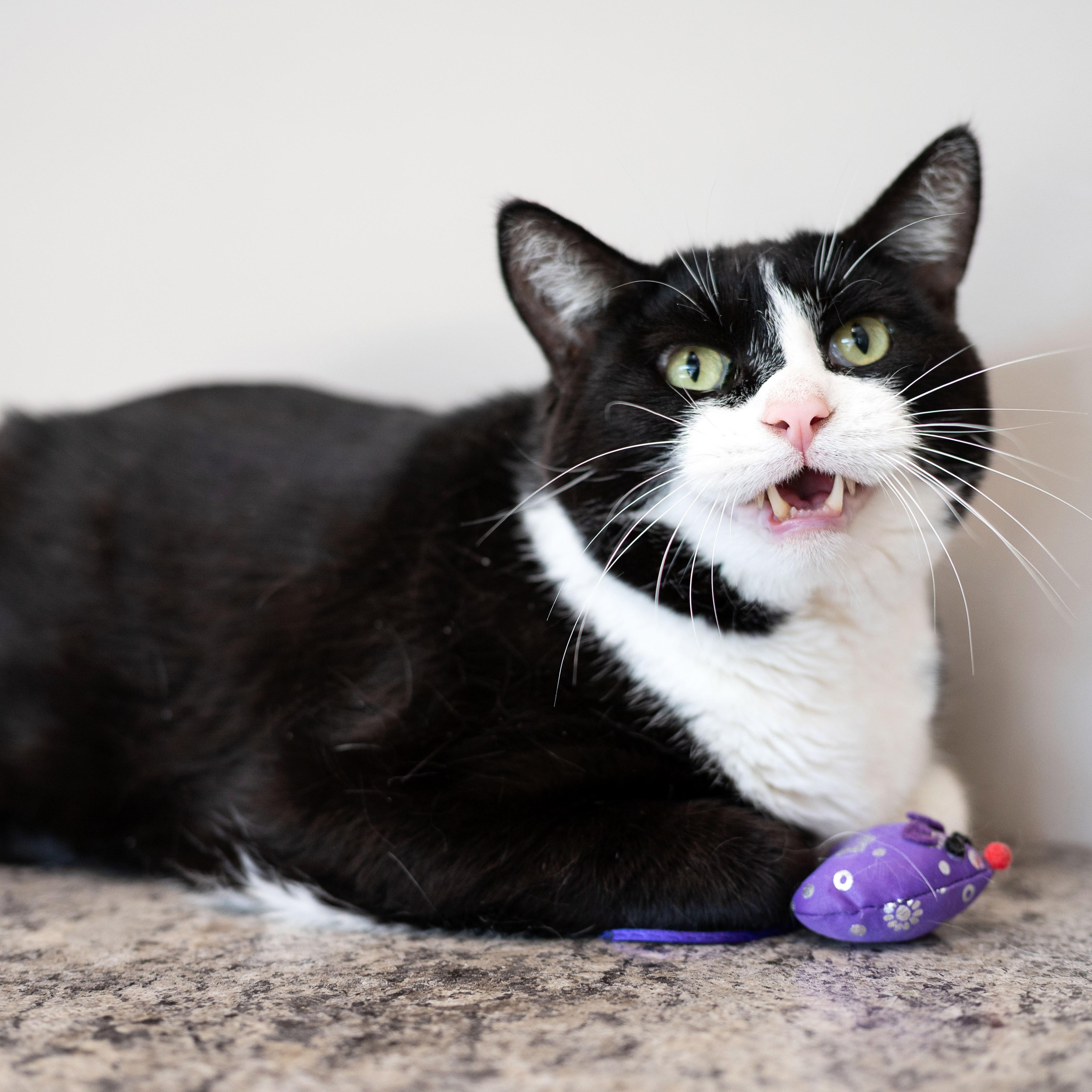 Enlarge Clyde, a Adoptable Tuxedo in Chicago, IL image 3/5
