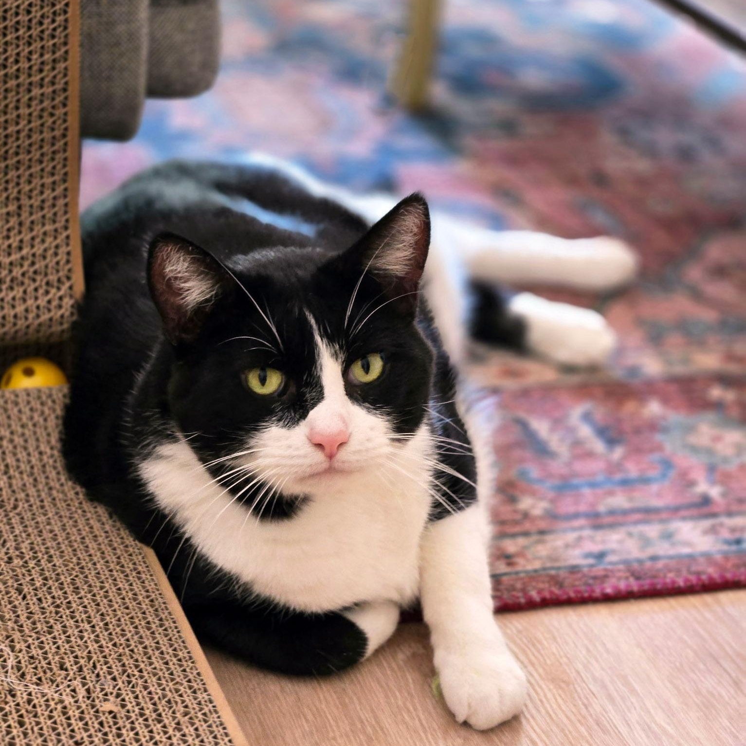 Enlarge Clyde, a Adoptable Tuxedo in Chicago, IL image 1/6