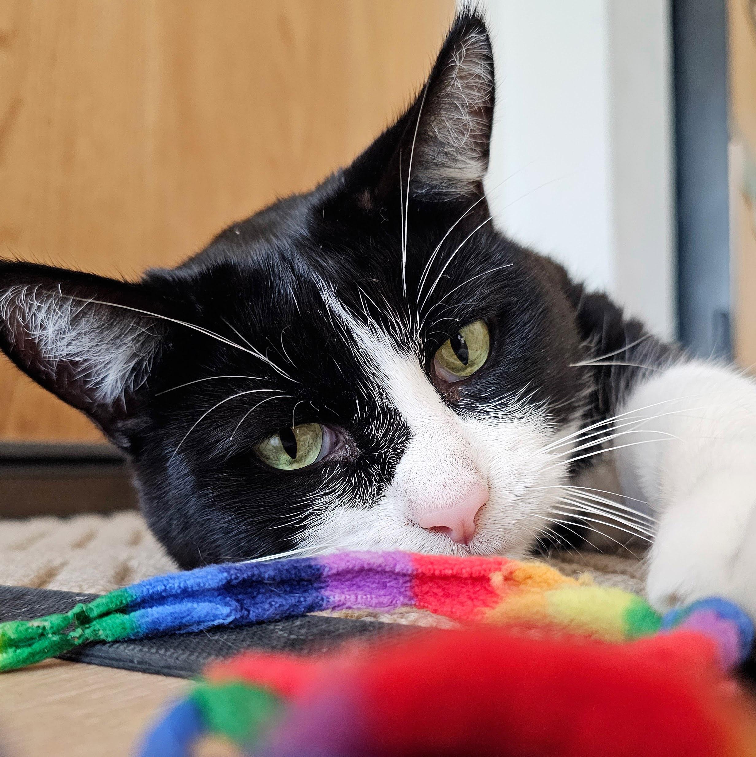 Enlarge Clyde, a Adoptable Tuxedo in Chicago, IL image 4/6