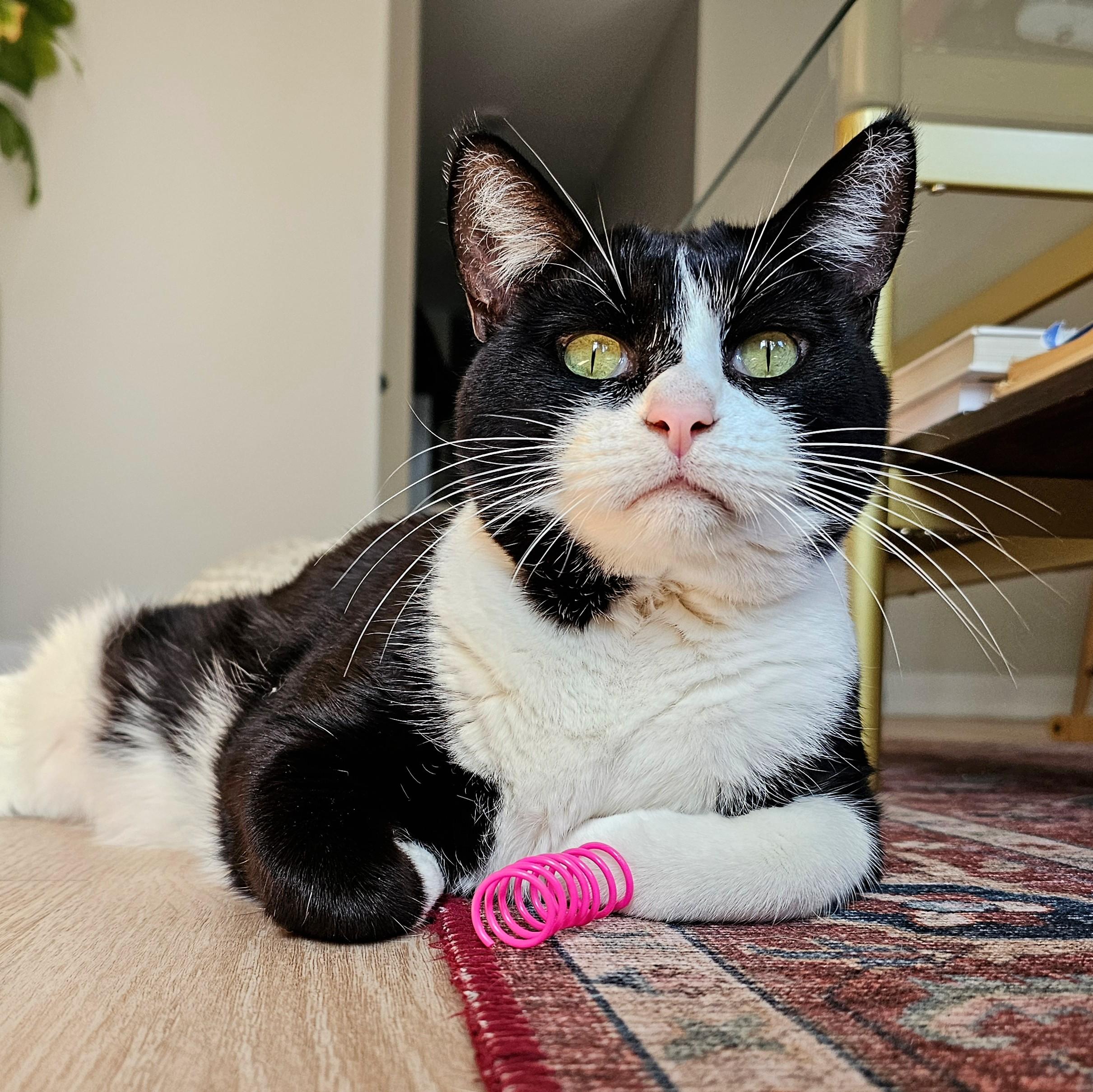 Enlarge Clyde, a Adoptable Tuxedo in Chicago, IL image 6/6