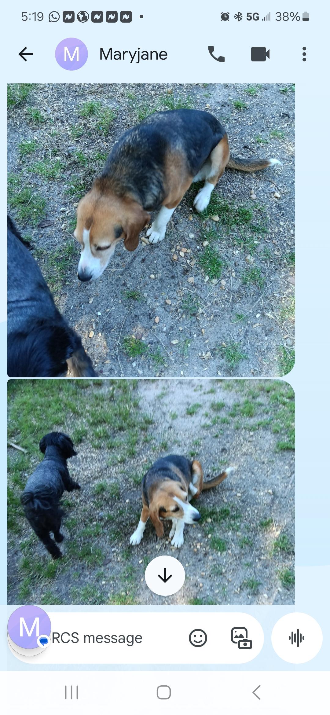 Enlarge Hunter, a Adopted Beagle in Salem, AL image 1/1