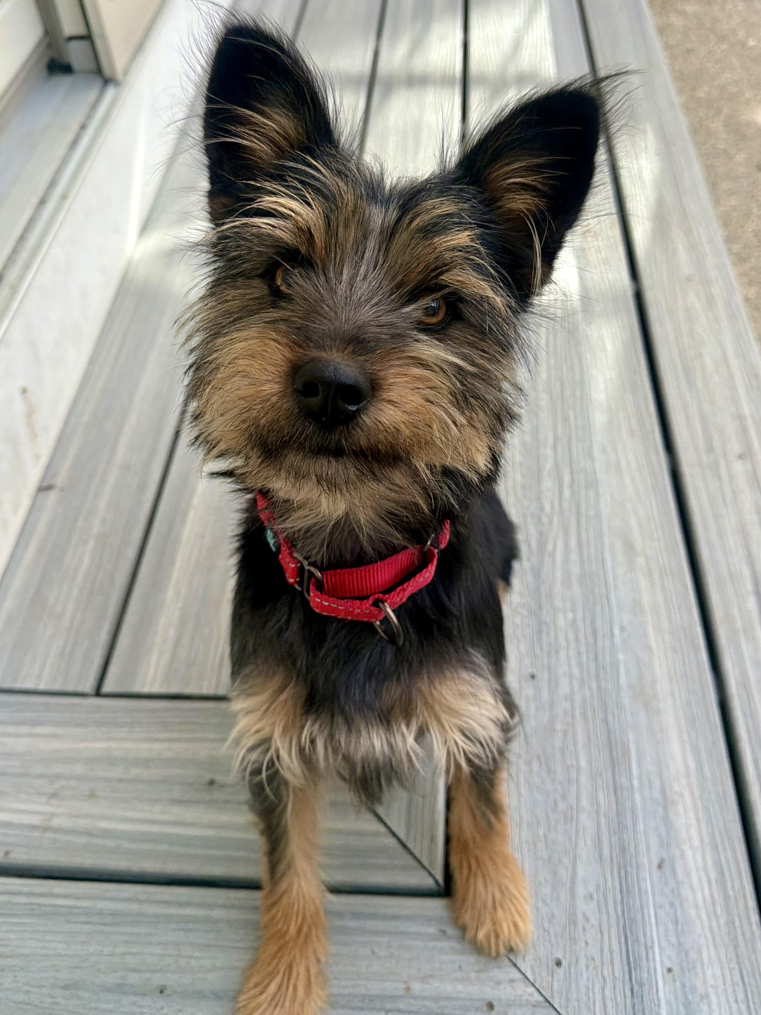 Enlarge Brookie, a ADOPTABLE mixed breed in Uxbridge, MA image 1/1