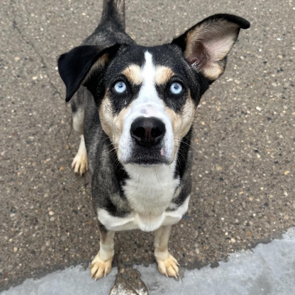 Marzipan, Adoptable, Young Female Mixed Breed.