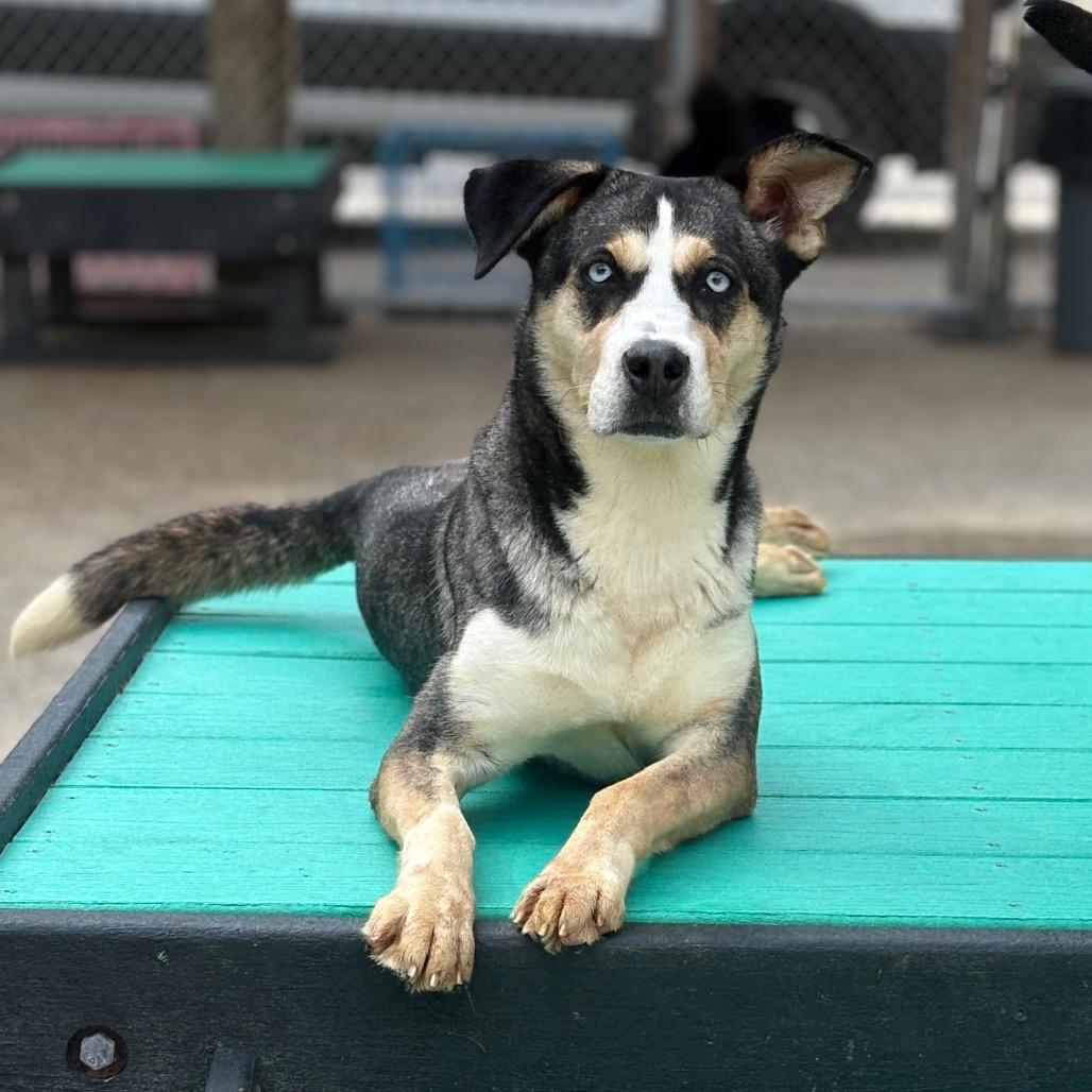 Enlarge Marzipan, a Adoptable Mixed Breed in Charleston, WV image 3/6