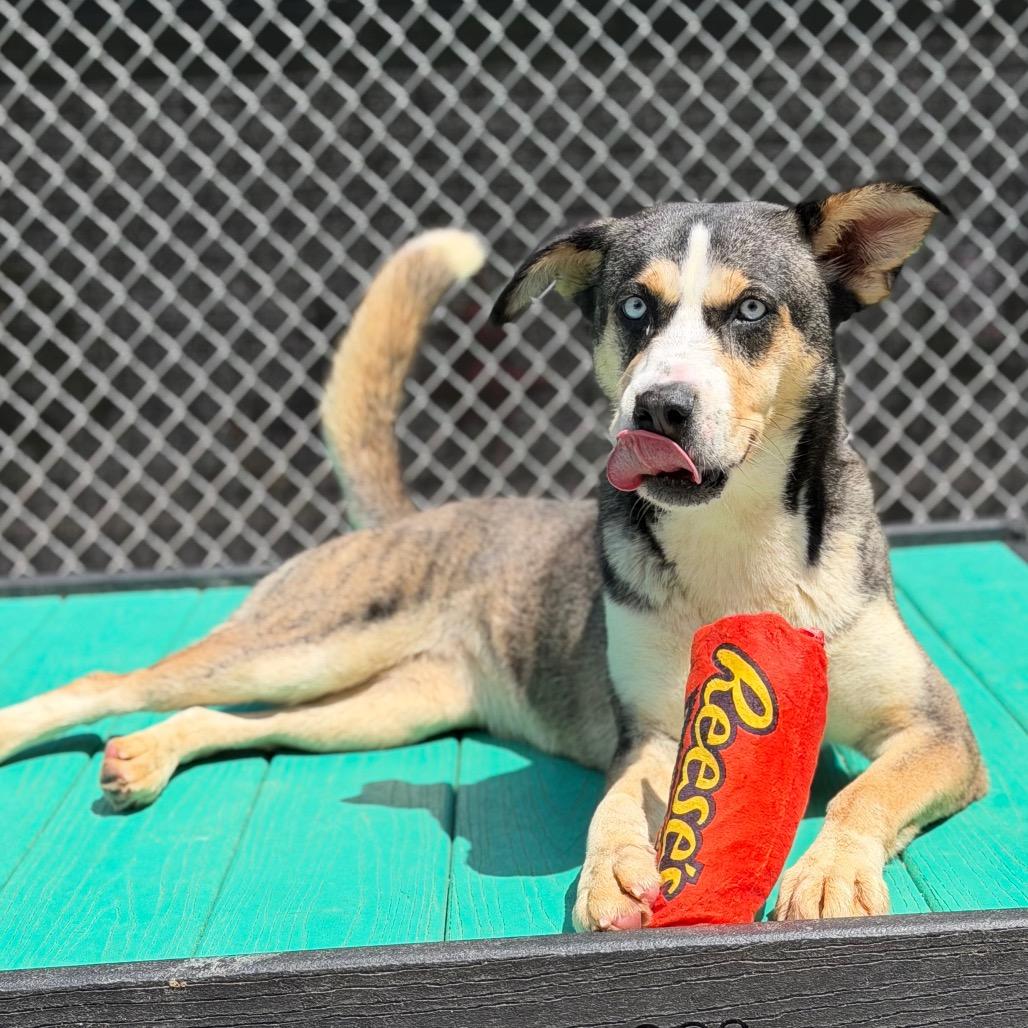 Enlarge Marzipan, a Adoptable Mixed Breed in Charleston, WV image 6/6