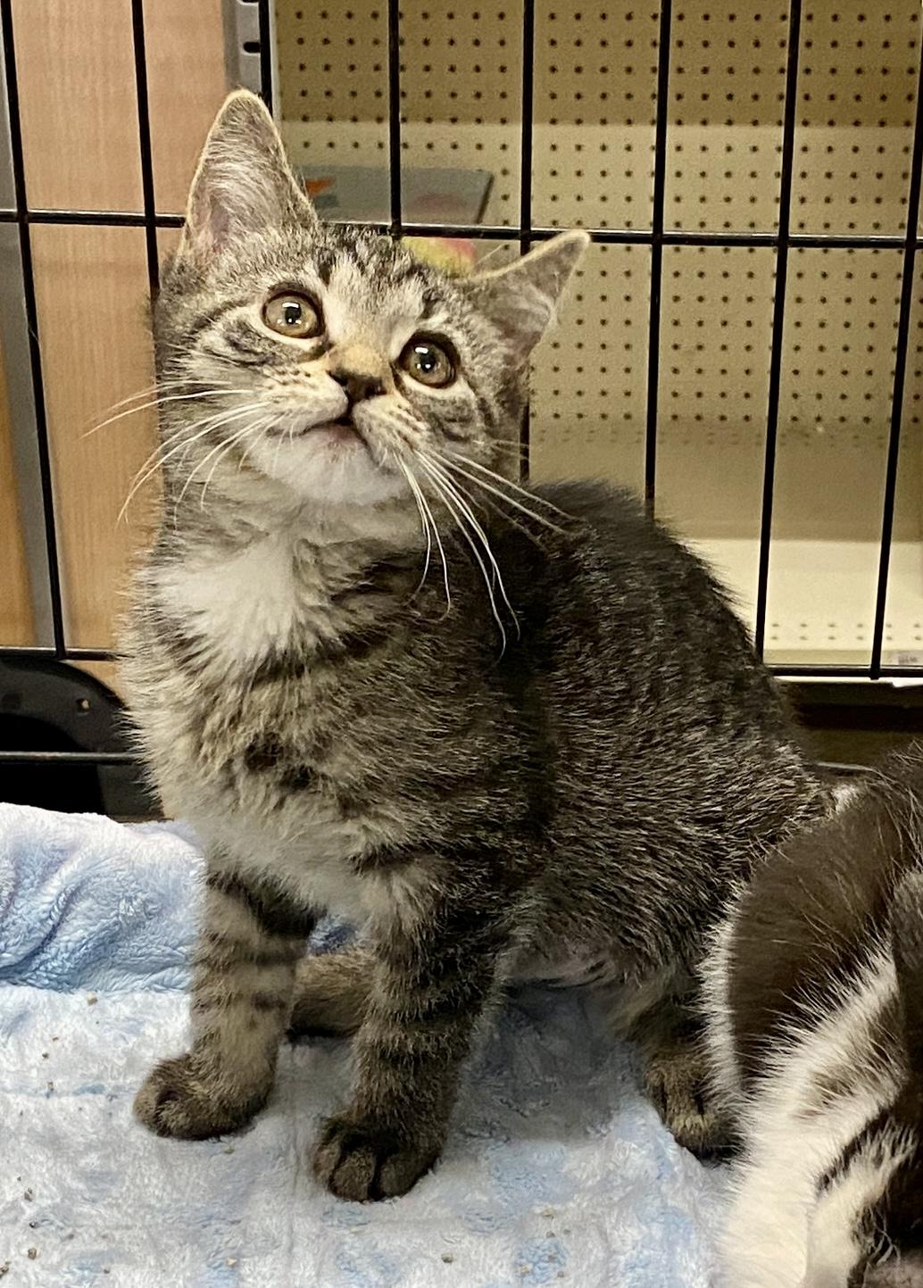 Enlarge Pilaf, a ADOPTABLE mixed breed in Red Bank, NJ image 1/2