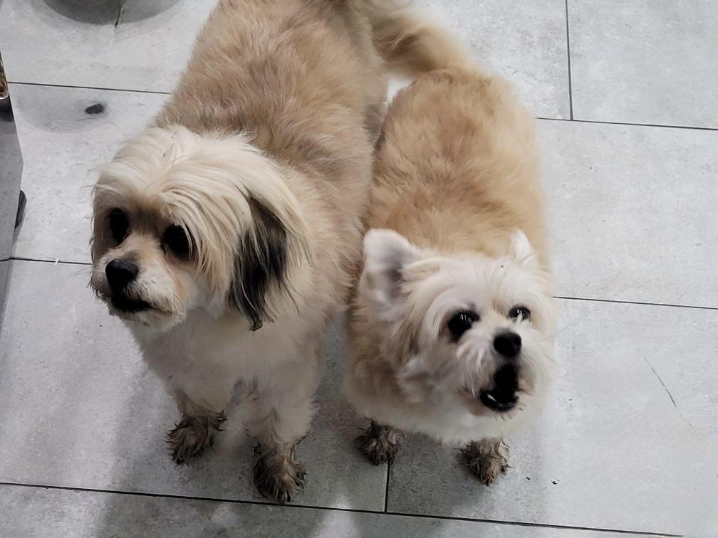 Keith #528, Adoptable, Adult Male Maltese.