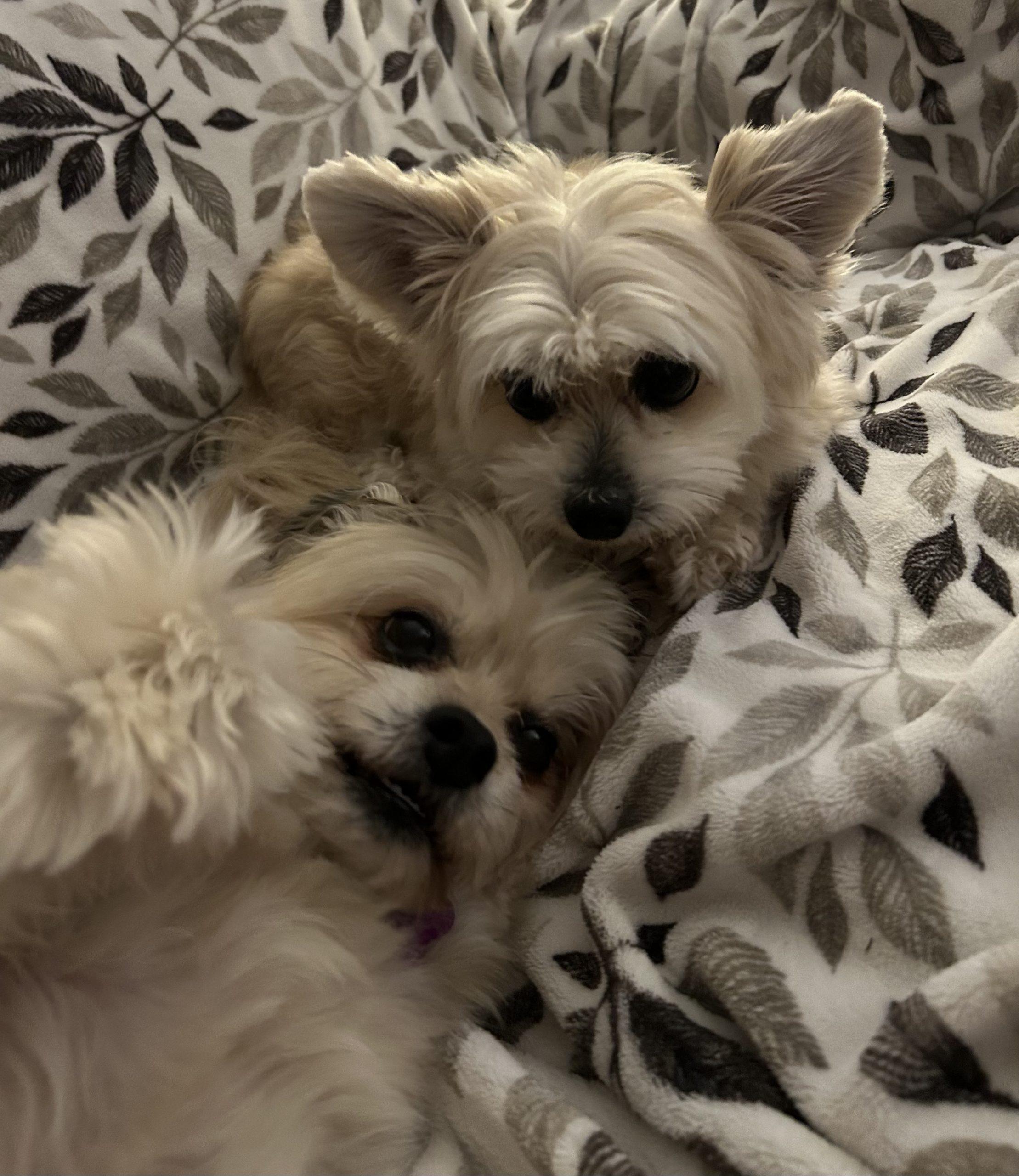 Enlarge Keith #528, a Adoptable Maltese in Placentia, CA image 2/6