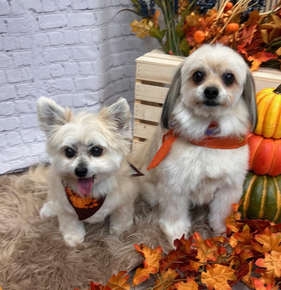 Enlarge Keith #528, a Adoptable Maltese in Placentia, CA image 3/6