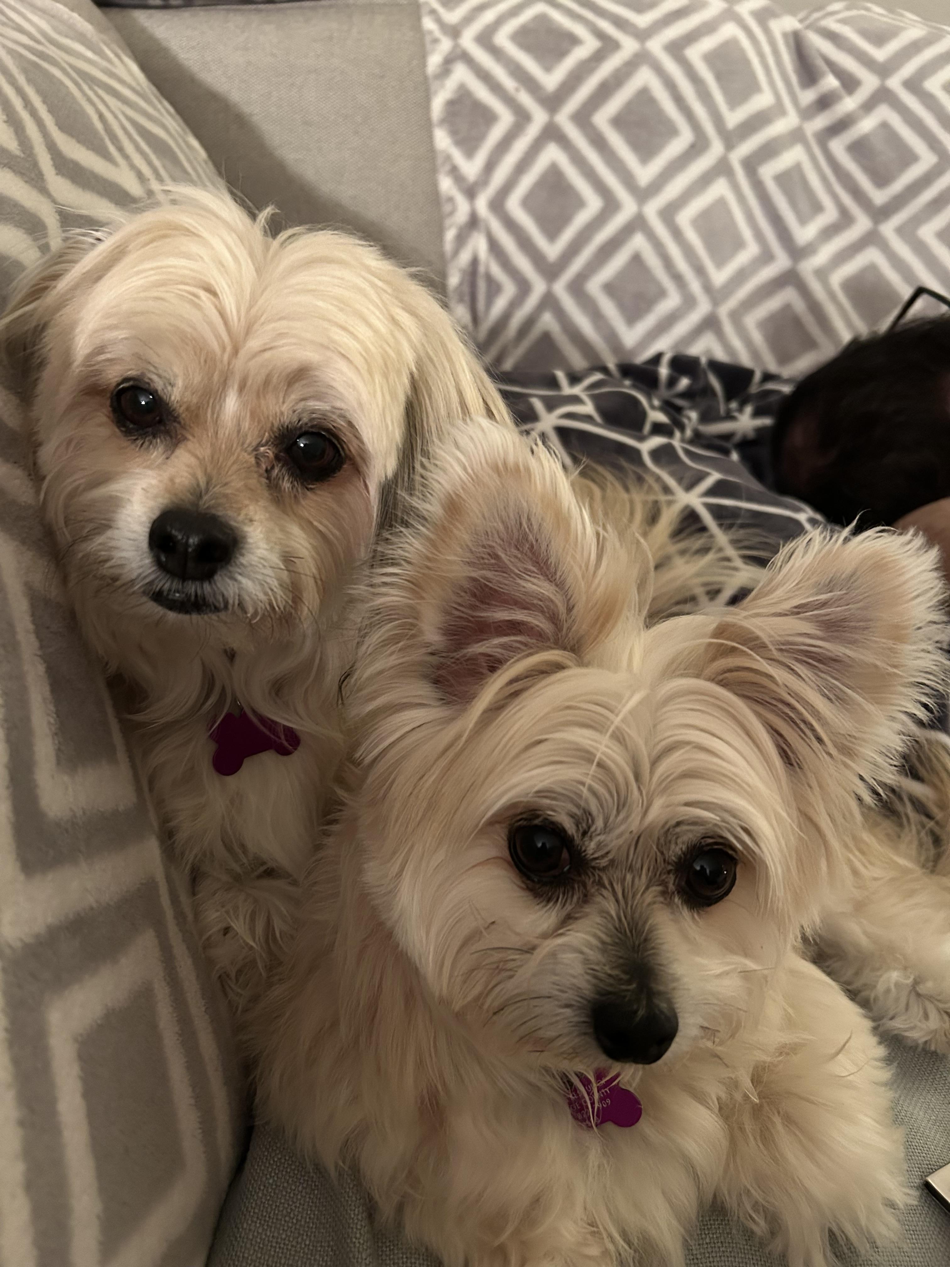 Enlarge Keith #528, a Adoptable Maltese in Placentia, CA image 4/6