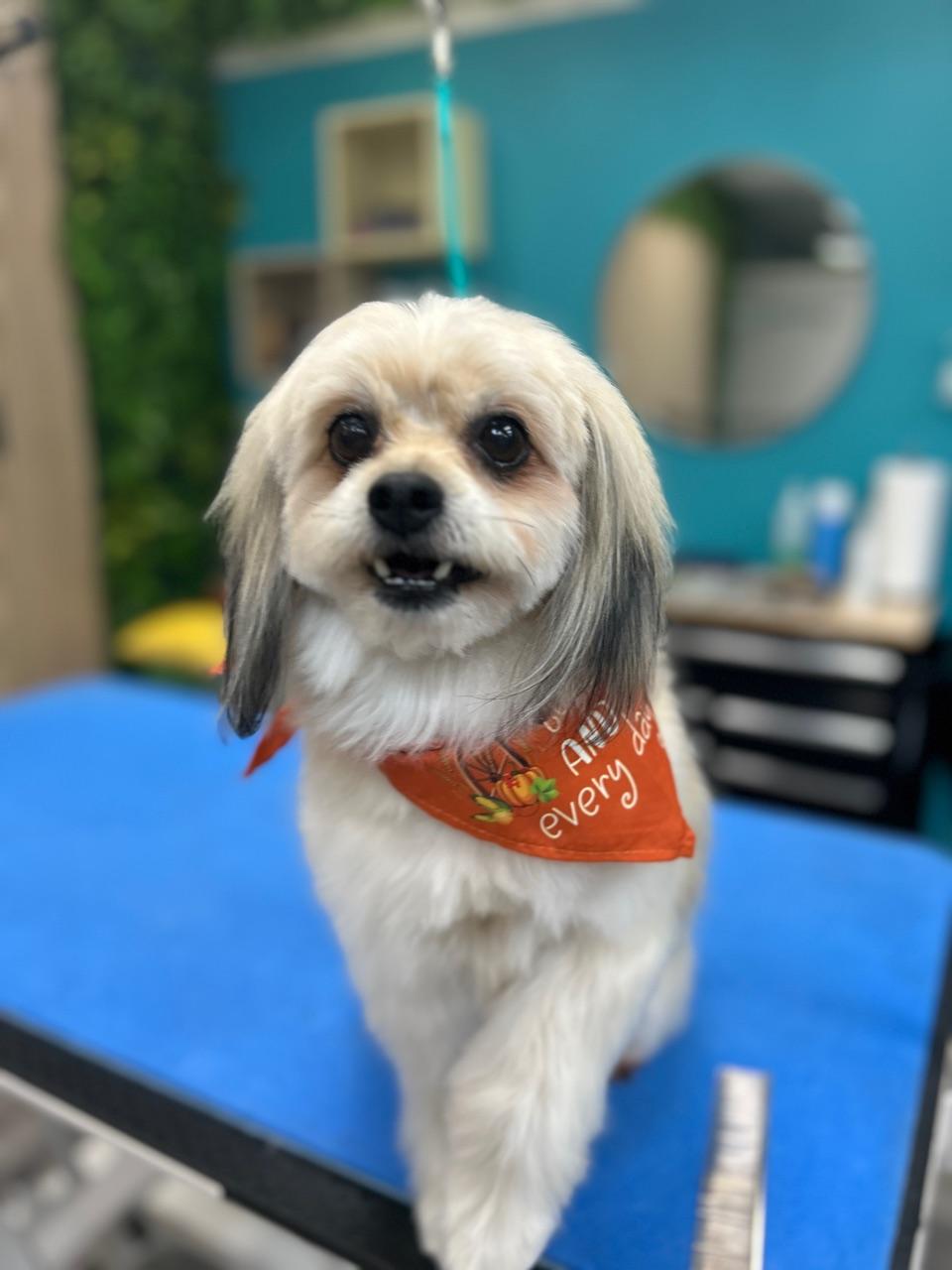 Enlarge Keith #528, a Adoptable Maltese in Placentia, CA image 5/6