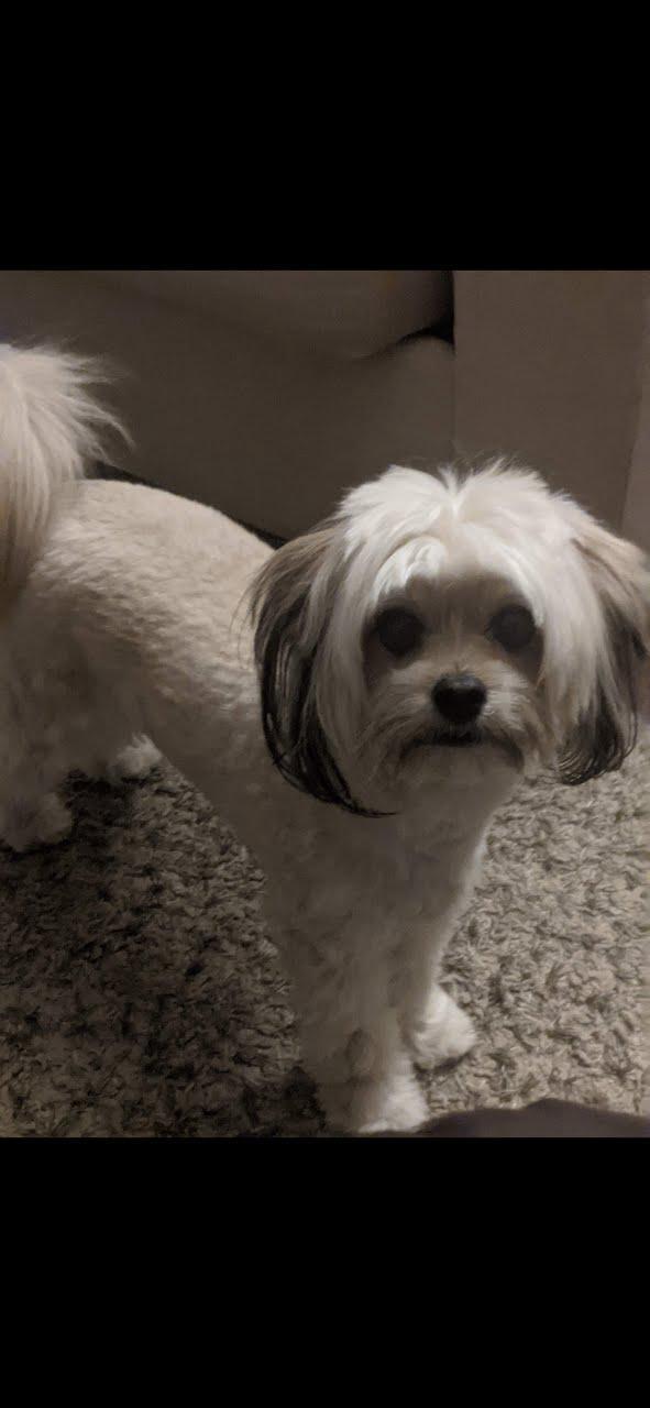 Enlarge Keith #528, a Adoptable Maltese in Placentia, CA image 6/6