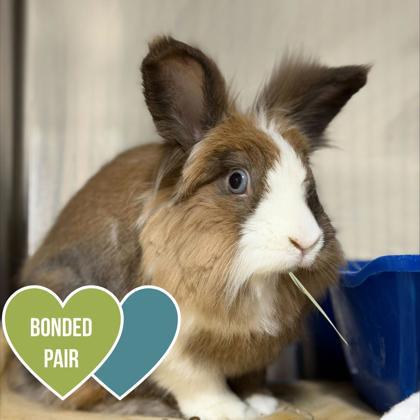 Latte, Adoptable, Adult Female Jersey Wooly.
