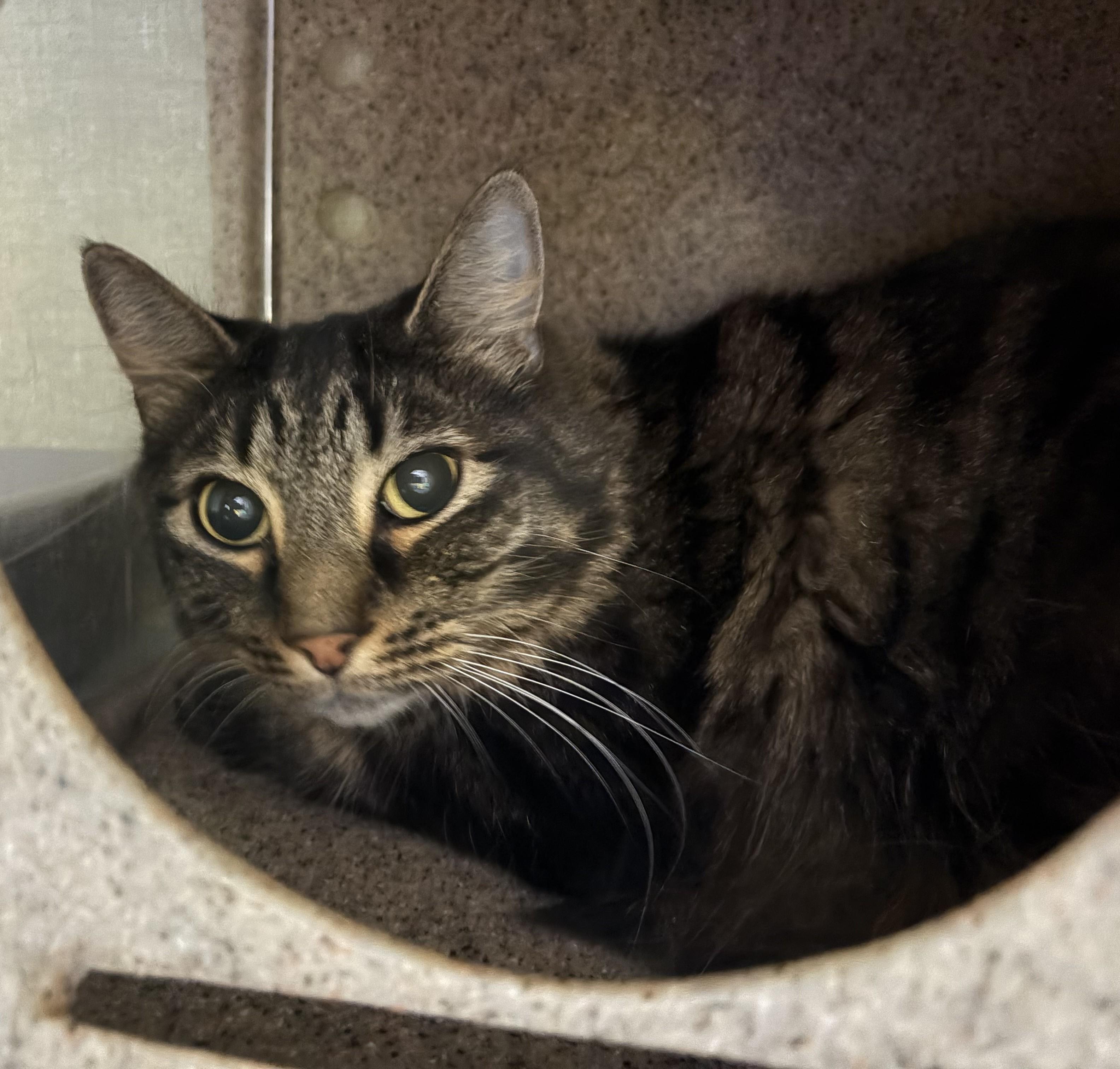 Hi Dranja, adopted, Adult Male Domestic Short Hair.