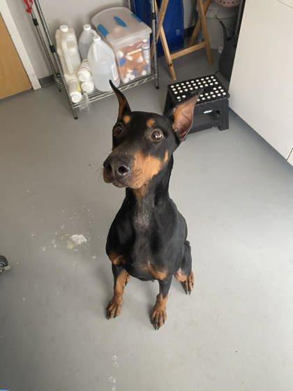 Enlarge Chili 51532, a ADOPTABLE Mixed Breed in Oklahoma City, OK image 2/2