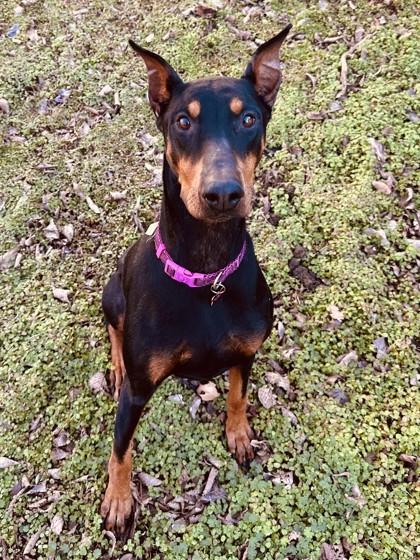 Chili 51532, ADOPTABLE, Adult Female Mixed Breed.