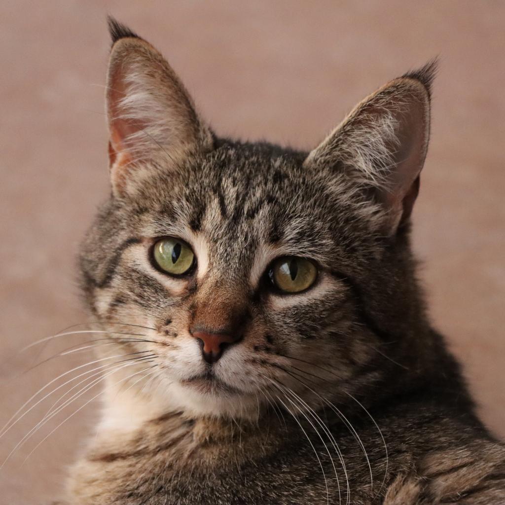 Enlarge Aardvark, a Adoptable Domestic Short Hair in Tucson, AZ image 2/4