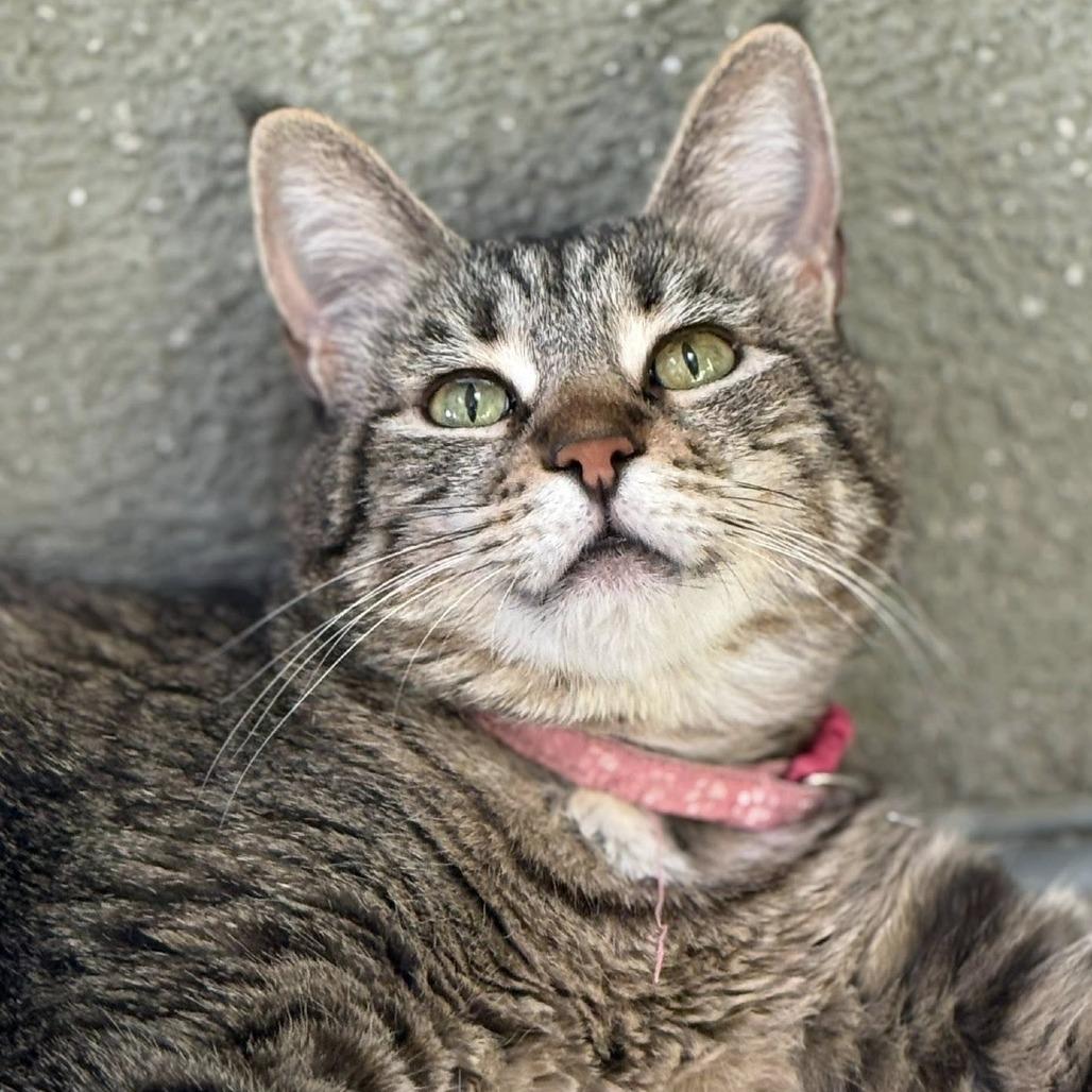Enlarge Aardvark, a Adoptable Domestic Short Hair in Tucson, AZ image 3/4