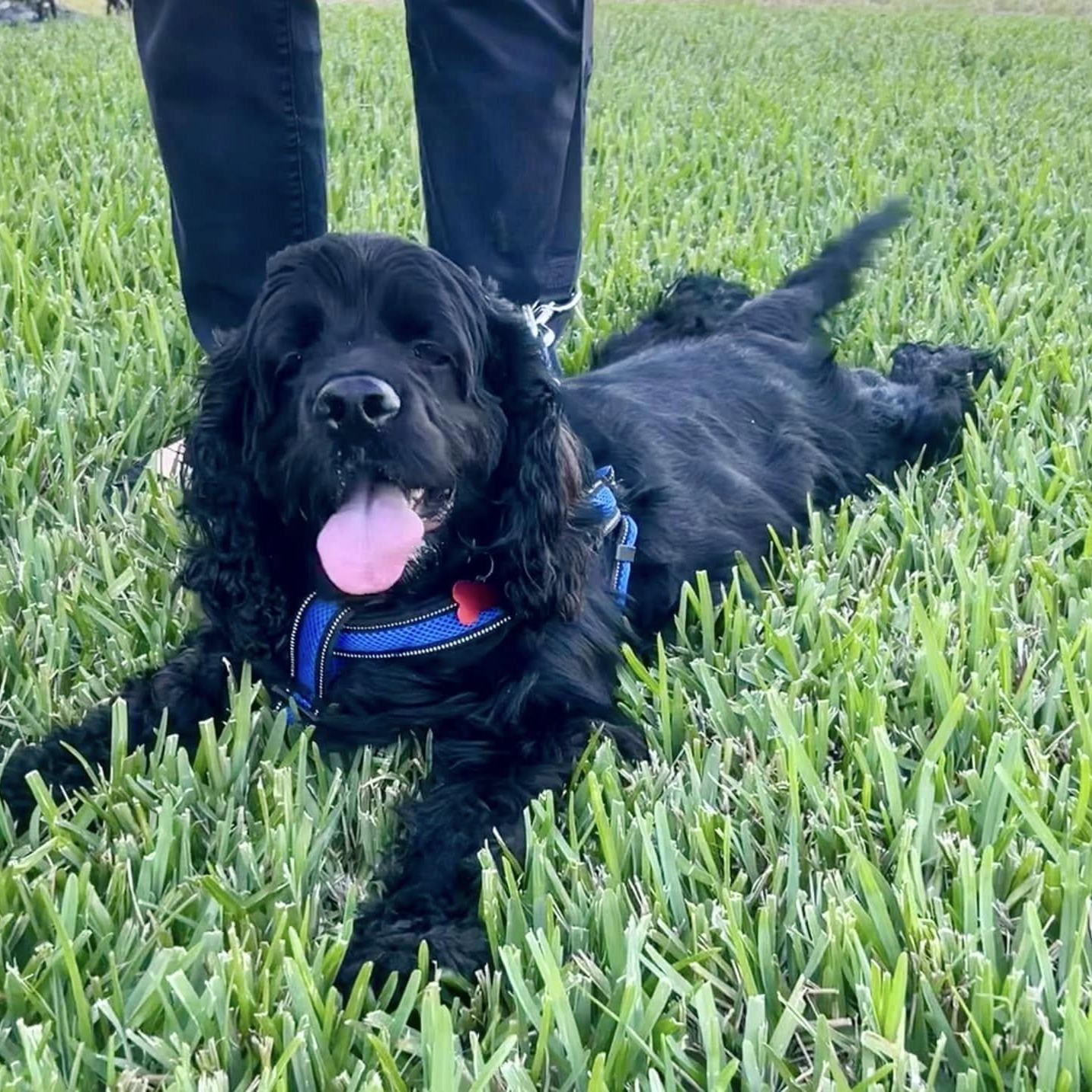 Peter, a Adoptable Cocker Spaniel in Cape Coral, FL image 4/6