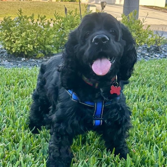 Peter, a Adoptable Cocker Spaniel in Cape Coral, FL image 2/6