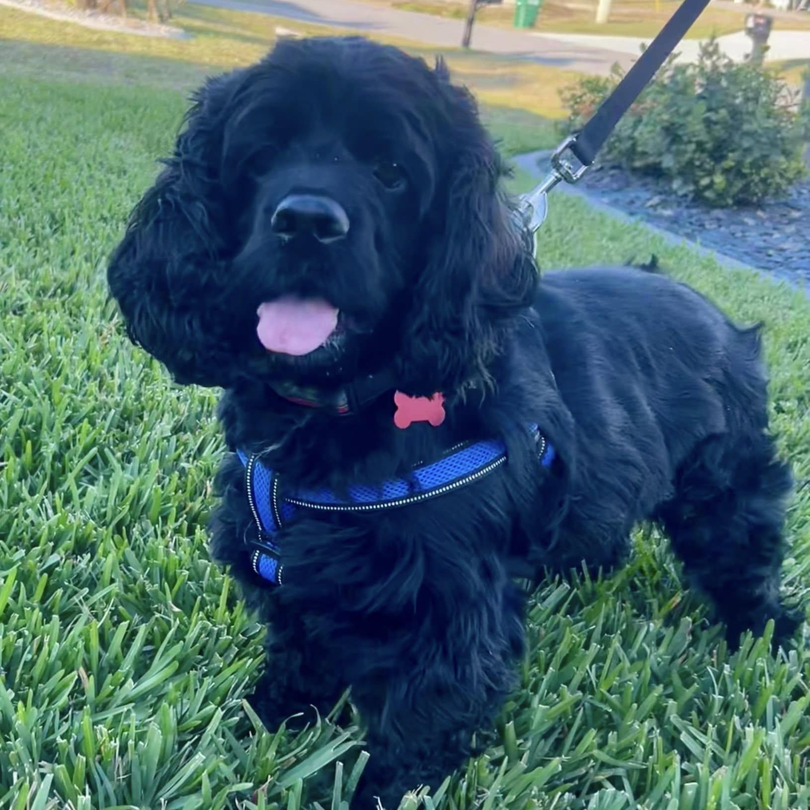 Peter, a Adoptable Cocker Spaniel in Cape Coral, FL image 5/6