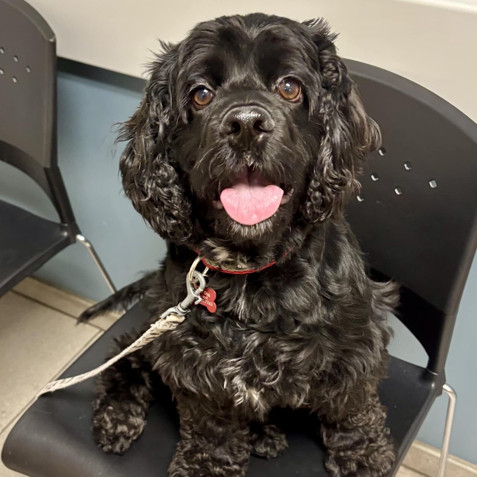 Peter, a Adoptable Cocker Spaniel in Cape Coral, FL image 1/6
