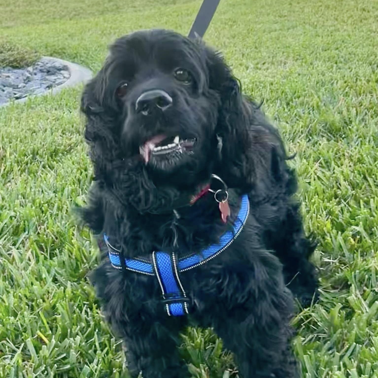 Peter, a Adoptable Cocker Spaniel in Cape Coral, FL image 6/6
