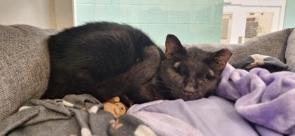 Micco, Adoptable, Adult Female Domestic Short Hair & Domestic Short Hair.