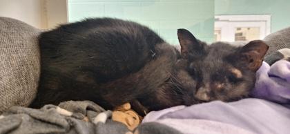 Enlarge Micco, a Adoptable mixed breed in Vero Beach, FL image 2/2