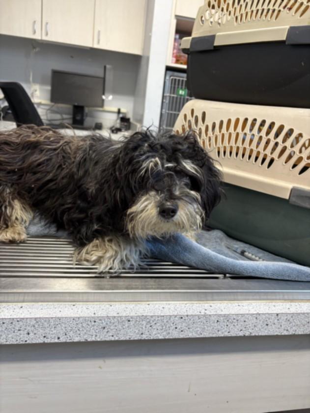 Enlarge A209397, a Adoptable mixed breed in Olivehurst, CA image 1/1